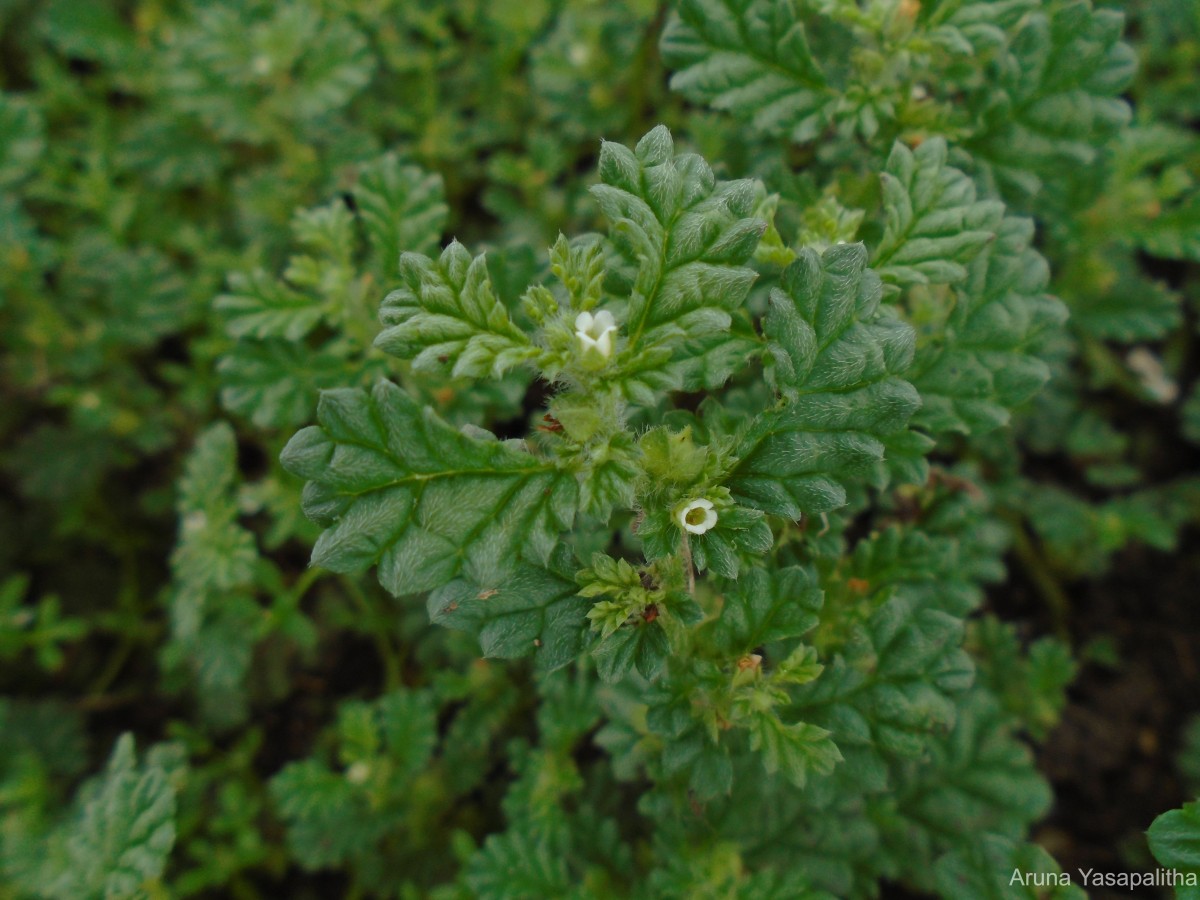 Coldenia procumbens L.